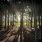 a forest with trees