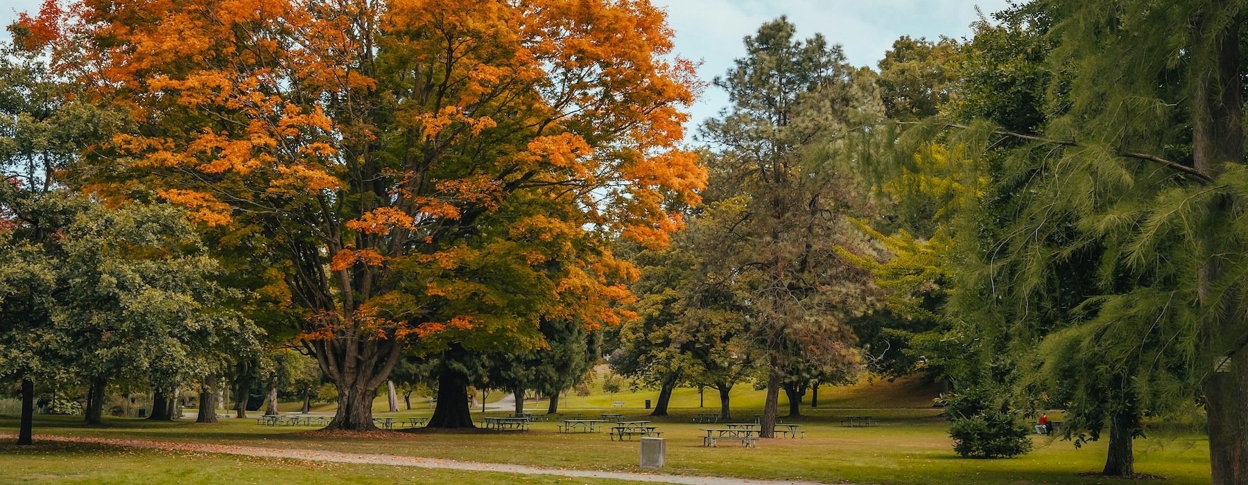 a park with trees